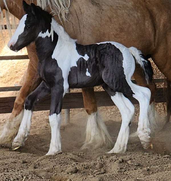 friesian-yearling