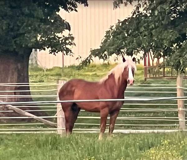 sorrel-flax-mane-horse