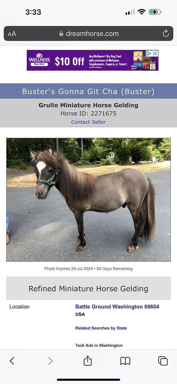 miniature-gelding