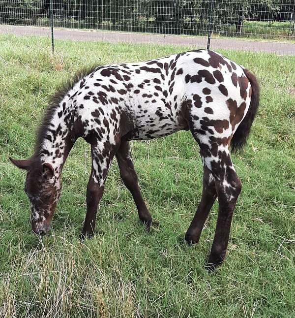 white-spots-horse