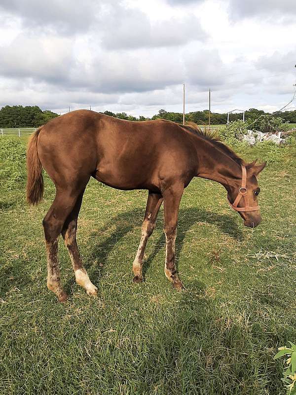 small-spots-on-hip-horse