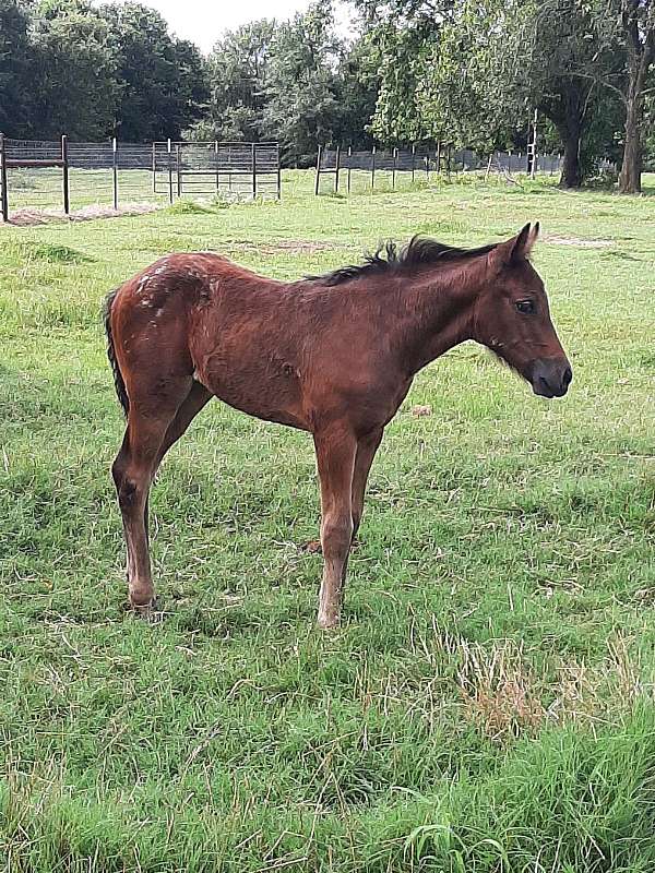 white-spots-on-hip-horse