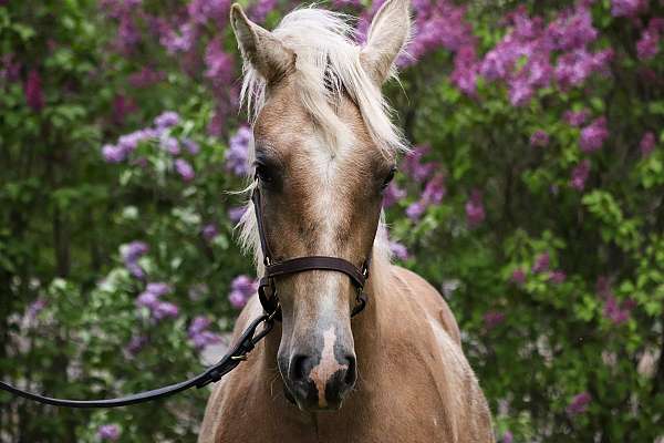 andalusians-azteca-horse