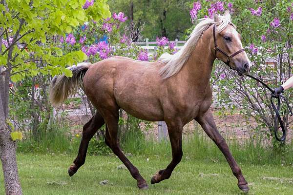 aqha-azteca-horse