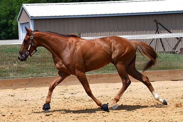 all-around-thoroughbred-horse