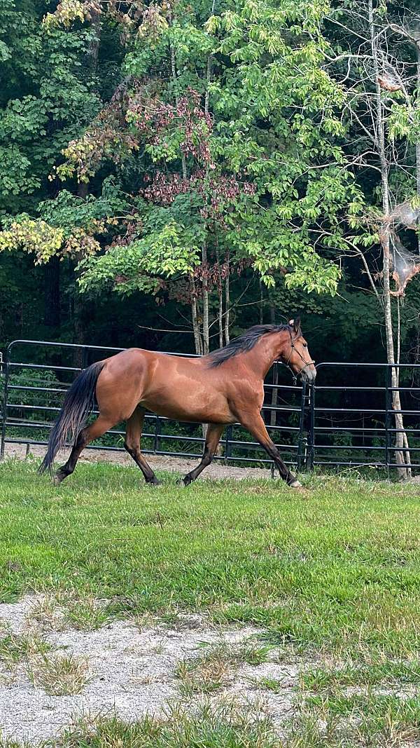 flashy-friesian-horse