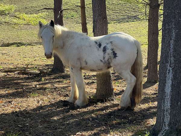 sabino-halter-stallion-horse