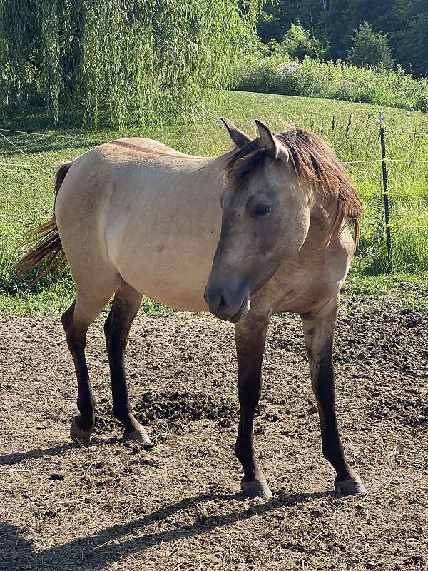 dunskin-aqha-mare