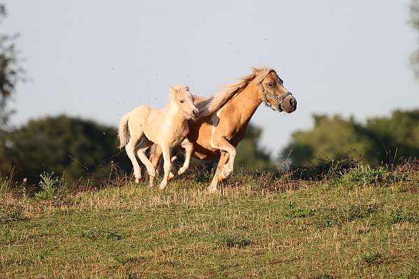 halter-trained-palomino-pony