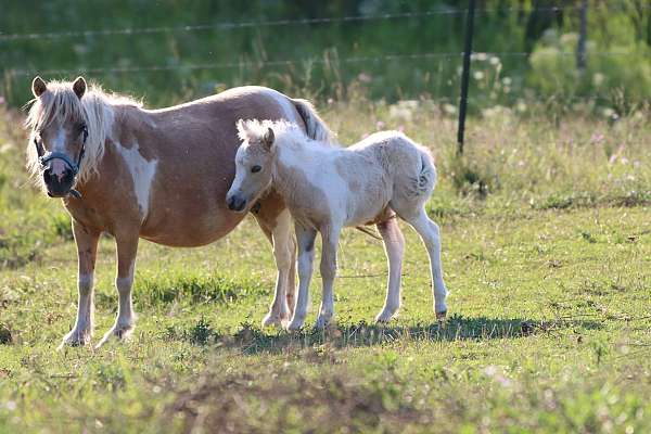 bay-palomino-pony-colt-filly