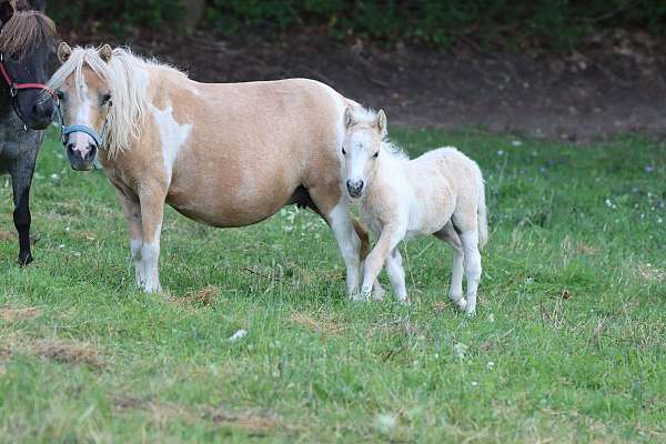 black-palomino-pony-colt-filly