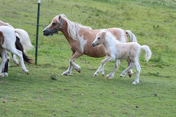 blue-roan-palomino-pony-colt-filly