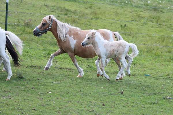 tobiano-palomino-pony-colt-filly