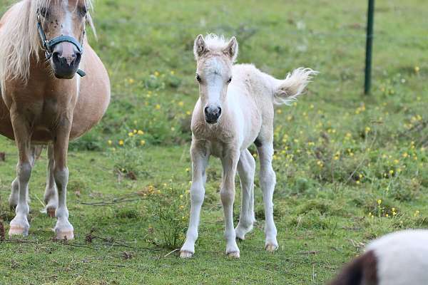 roan-palomino-pony-colt-filly