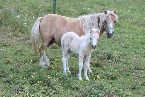 palomino-palomino-pony-colt-filly