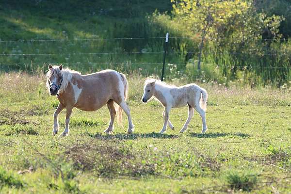 blue-roan-halter-trained-pony