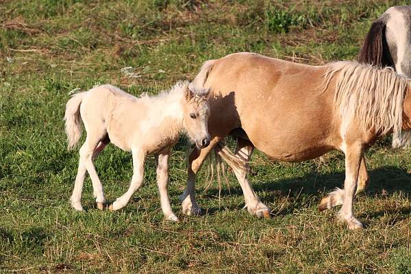 bay-halter-trained-pony