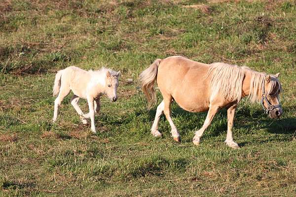 chestnut-palomino-pony-colt-filly