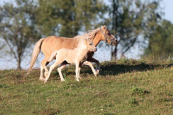 black-halter-trained-pony