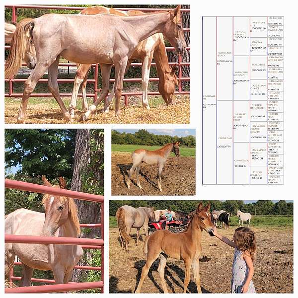 red-roan-roan-yearling