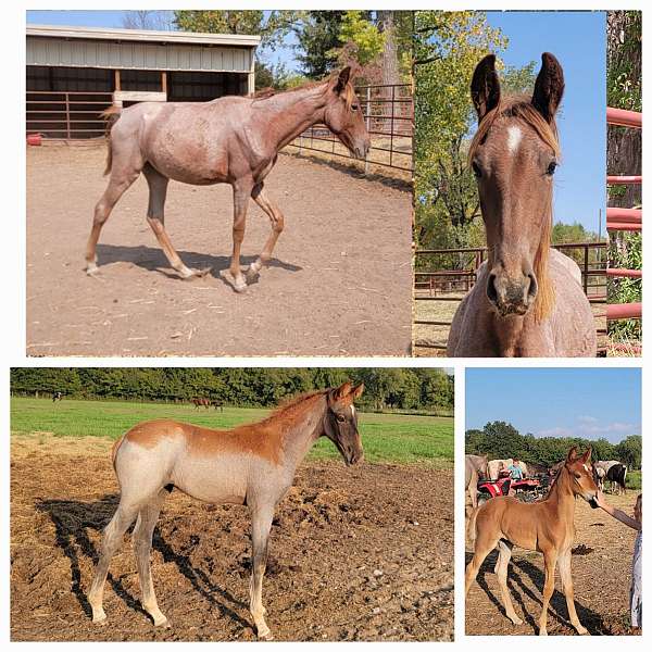 red-roan-roan-yearling