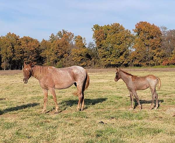 legacy-tennessee-walking-horse