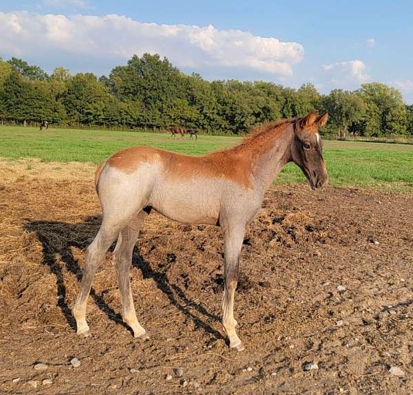 secret-tennessee-walking-horse