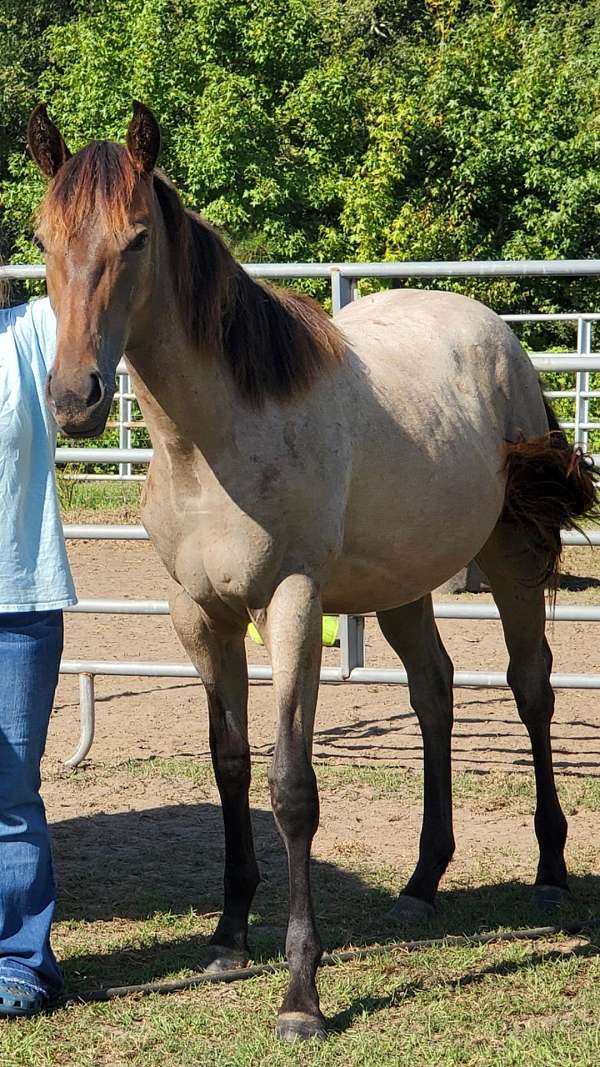 bay-roan-colt-stallion