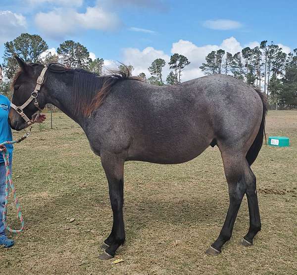 bay-roan-colt-stallion