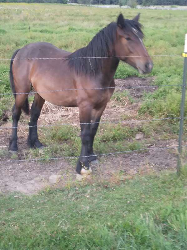 all-around-draft-drum-horse