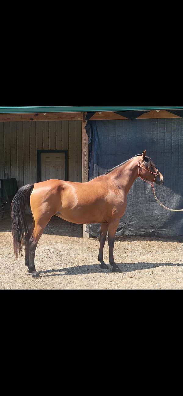 gaited-morgan-horse