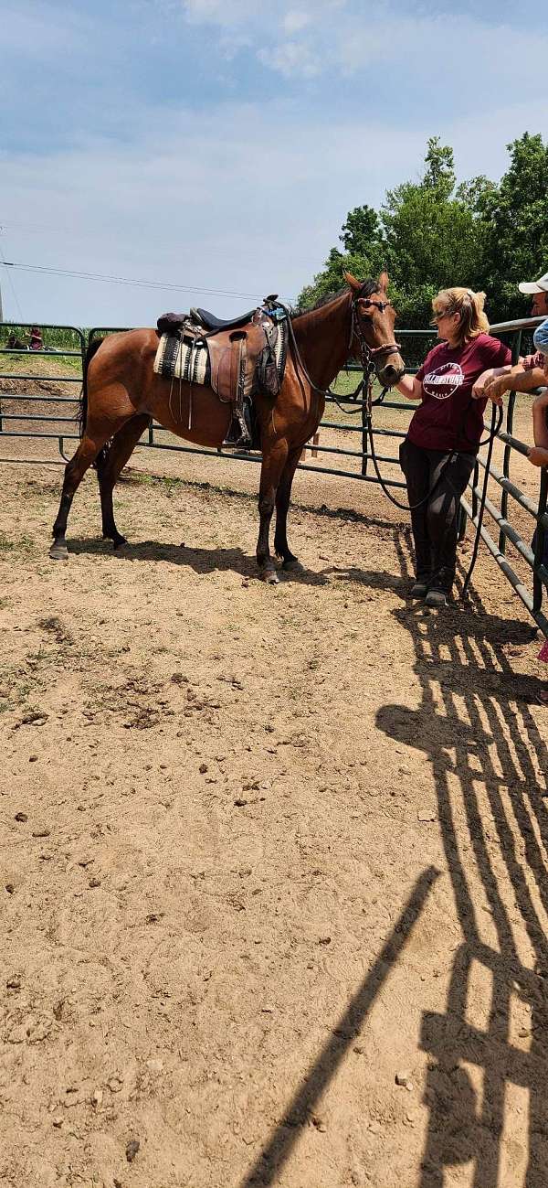 columbia-morgan-horse