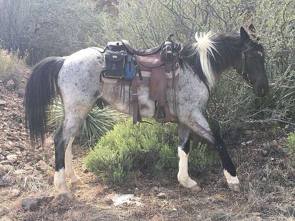 missouri-fox-trotter-gelding