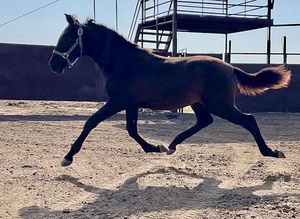 eligible-andalusian-horse