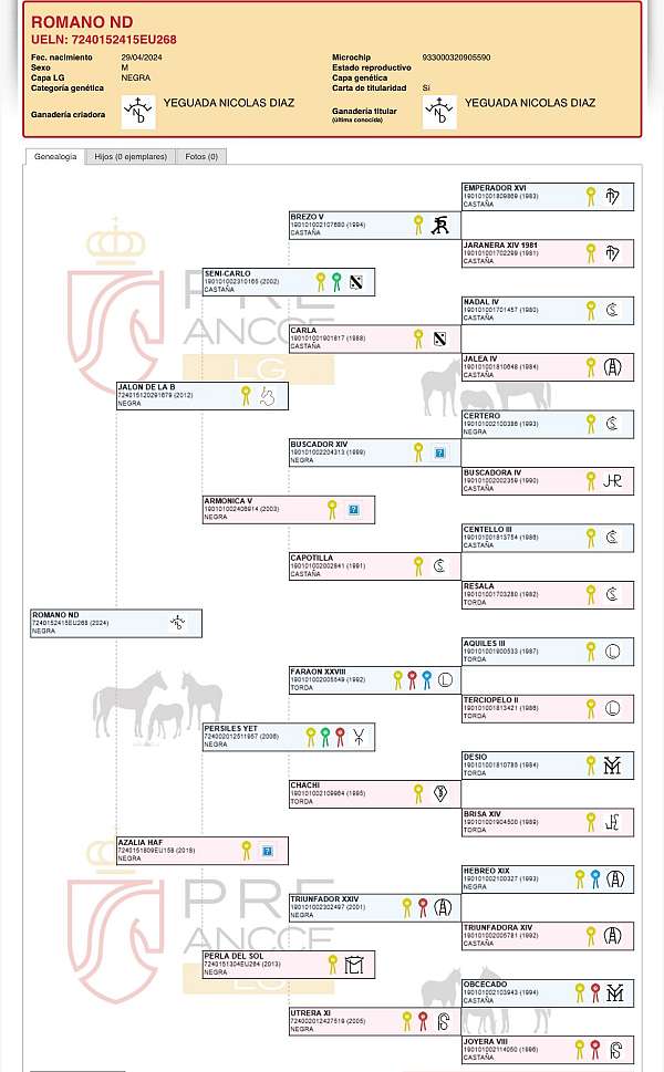 andalusian-pre-colt