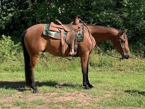 athletic-quarter-horse