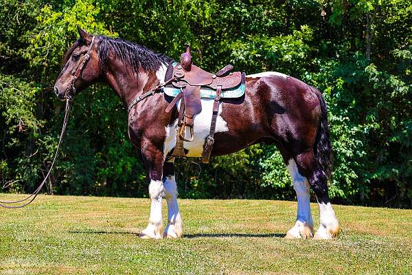 all-around-draft-horse