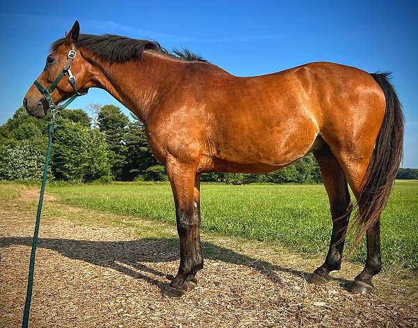 dutch-warmblood-gelding