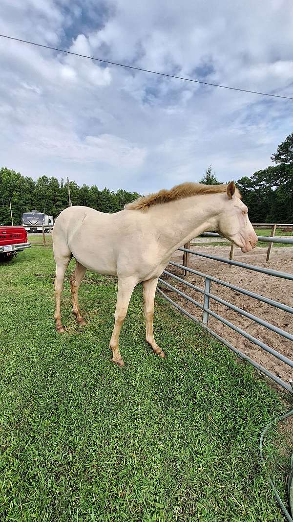 andalusian-colt