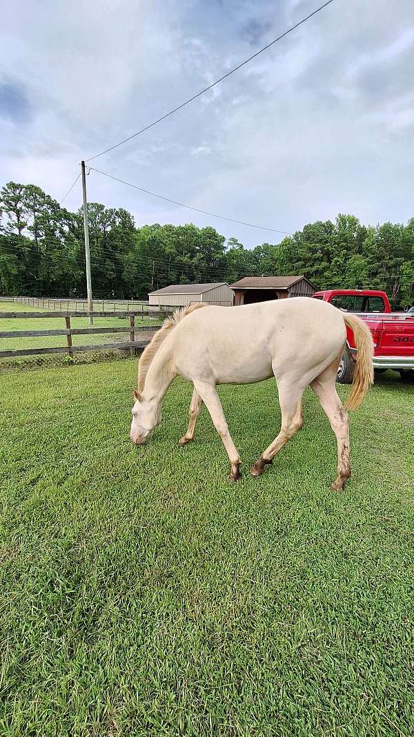 andalusian-horse-for-sale