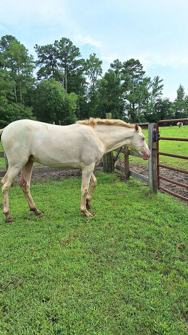 andalusian-horse