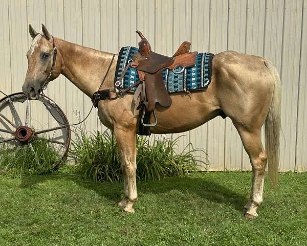 all-around-quarter-horse