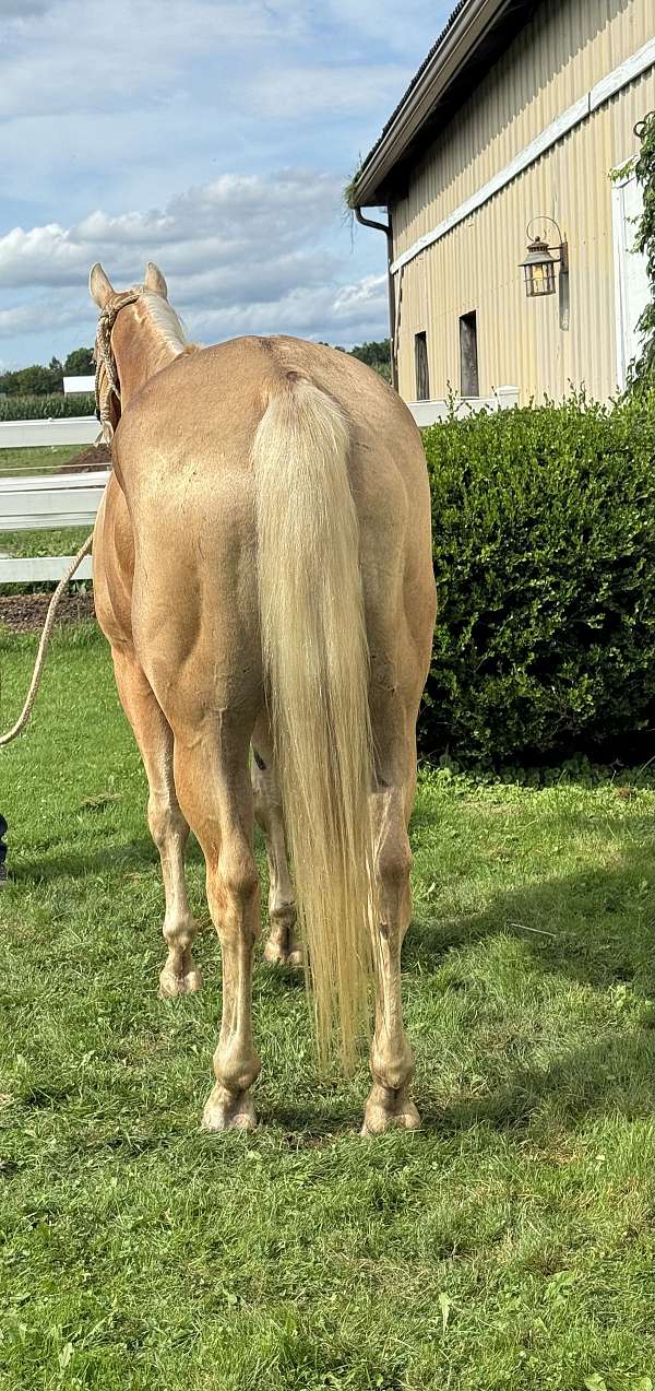 calf-roping-quarter-horse