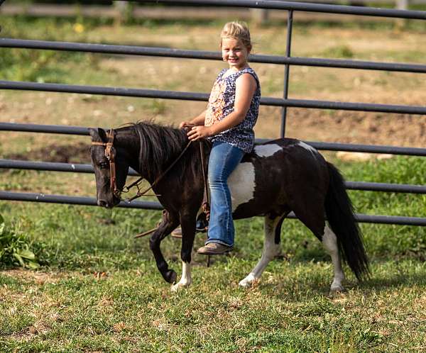 quarter-pony