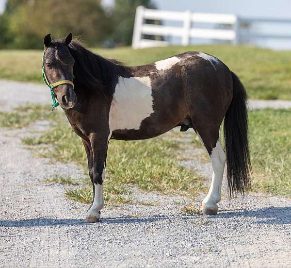 tobiano-stockings-pony