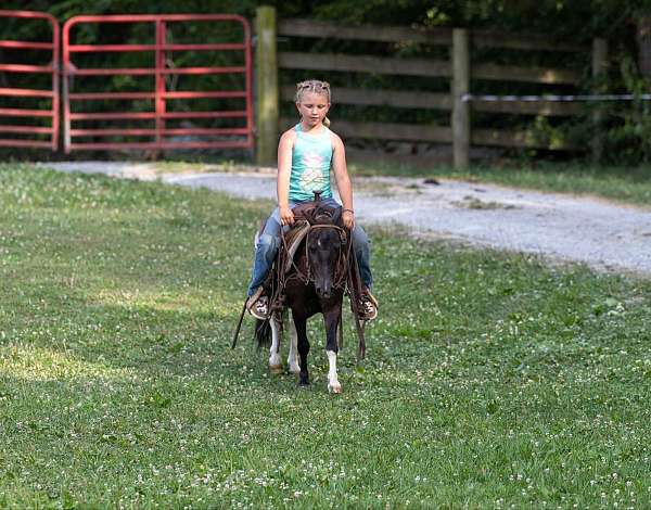 beginner-safe-quarter-pony