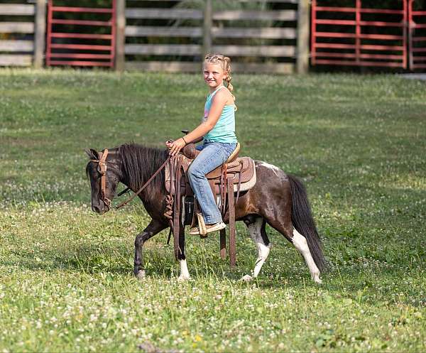 ranch-work-quarter-pony