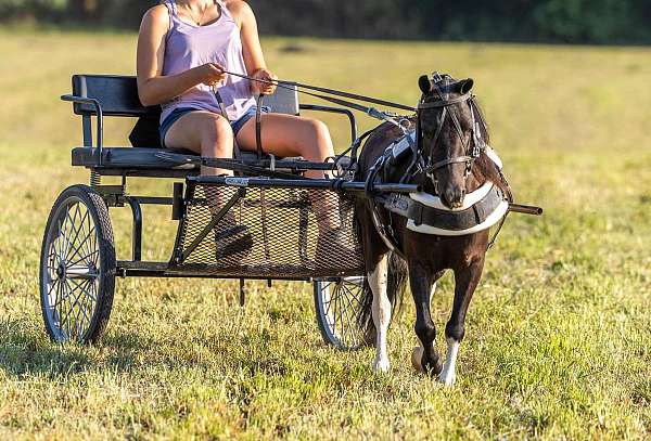 kid-safe-quarter-pony