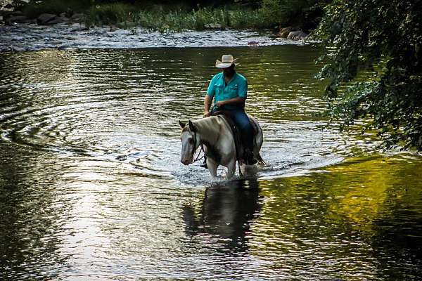 trails-gypsy-vanner-horse