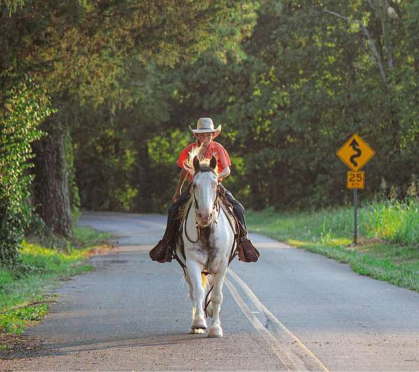 all-around-gypsy-vanner-horse